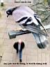 birdjob-ThatsComedy_com.JPG