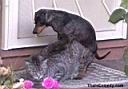 catndog-ThatsComedy_com.JPG
