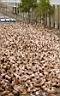 nakedcrowd-ThatsComedy_com.jpg